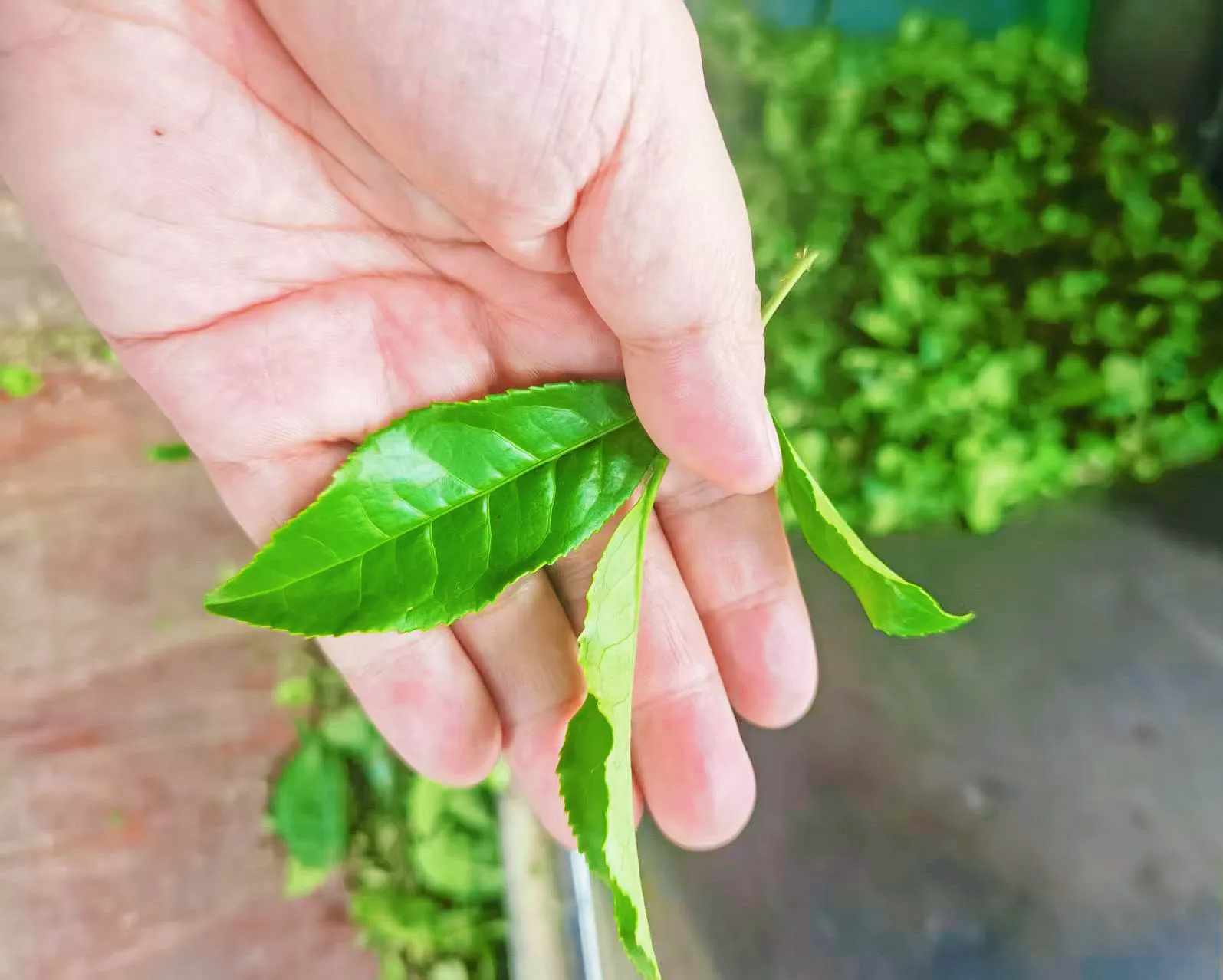抹茶